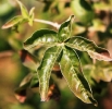 Vitex obovata leaf