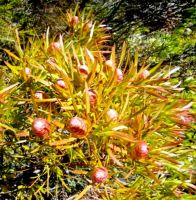 Leucadendron salignum