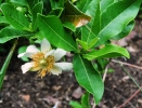 Xylotheca kraussiana flower