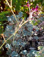 Pelargonium sidoides, a medicinal plant 