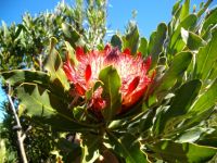 Protea susannae, the stinkblaarsuikerbos