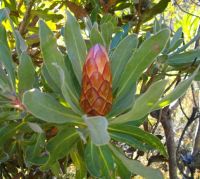 Protea susannae 