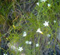 Siphocodon debilis flowers