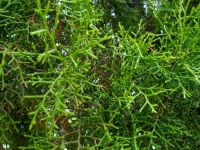 Widdringtonia cedarbergensis stems and leaves