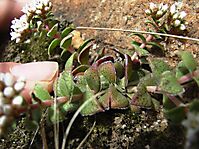 Crassula setulosa var. setulosa forma setulosa branching