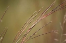 Schizachyrium sanguineum in the Rhenosterspruit Nature Conservancy