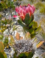 Protea eximia, the old and the new
