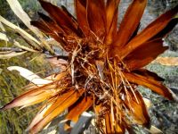 Protea repens dry capitulum