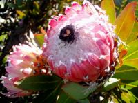 Protea magnifica flowerhead