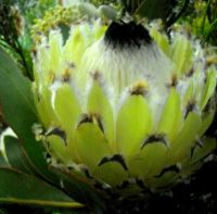 Protea magnifica with beard in three colours