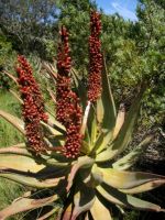 Aloe ferox fruiting