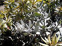 Berkheya cuneata leaves