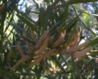 Podocarpus elongatus male cones