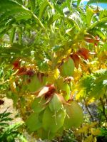 Melianthus comosus fruit
