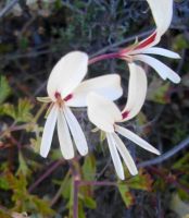 Pelargonium trifidum flowers