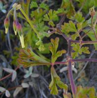 Pelargonium trifidum leaves