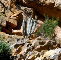 Euphorbia mammillaris choosing cliff living