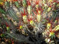 Euphorbia heptagona or klipnoors