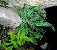 Ferns in habitat