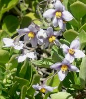 Solanum africanum with pale flowers