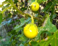 Solanum linnaeanum bearing yellow fruit