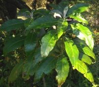Solanum giganteum leaves hairless above