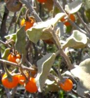 Solanum tomentosum curving sepals on the fruit