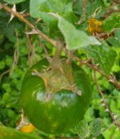 Solanum aculeastrum calyx on a fruit