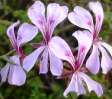 Pelargonium peltatum flower