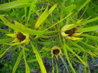 Leucadendron salignum, its work done for the season