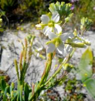 Heliophila linearis var. reticulata flowering