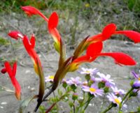 Gladiolus cunonius, the spoon flower