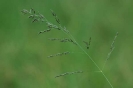 Grass species 23