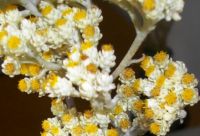 Helichrysum crispum