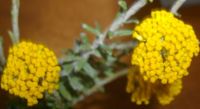 Helichrysum dasyanthum fully open