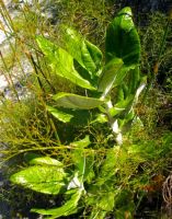 Hermas villosa leaves