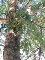 Senegalia galpinii young tree stem