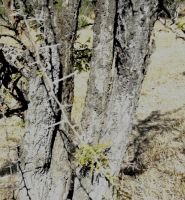 Vachellia gerrardii subsp. gerrardii rough bark