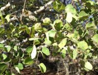 Senegalia nigrescens leaves getting old