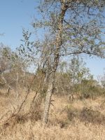 Senegalia nigrescens young tree