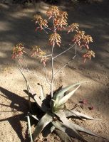 Aloe chabaudii 