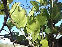 Combretum apiculatum subsp. apiculatum lower leaf surfaces