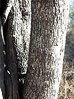 Combretum apiculatum subsp. apiculatum trunk