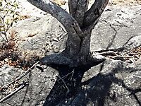 Combretum apiculatum subsp. apiculatum stuck in granite