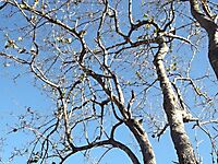 Combretum apiculatum subsp. apiculatum upper branches
