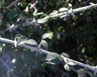 Ehretia rigida spur-branchlets