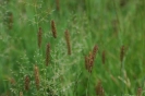Grass species 32