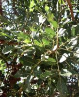 Kigelia africana leaves