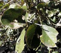 Philenoptera violacea old winter leaves