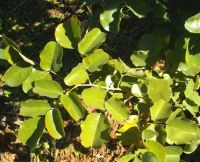Pterocarpus rotundifolius subsp. rotundifolius leaves